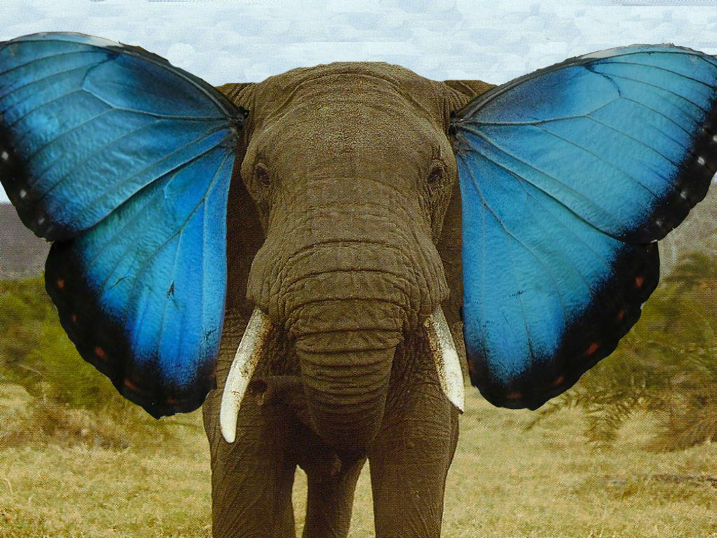 Слоновые уши. Уши слона. Слон бабочка. Слон симметрия. Слоновья бабочка.